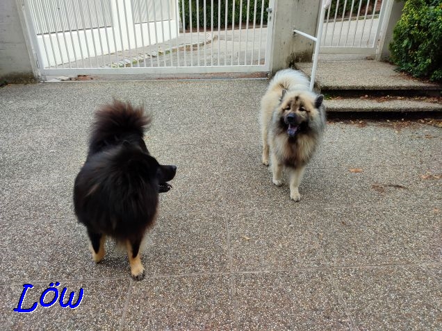 17.9.2021 - Dwix und Howie im den Herbst spazieren